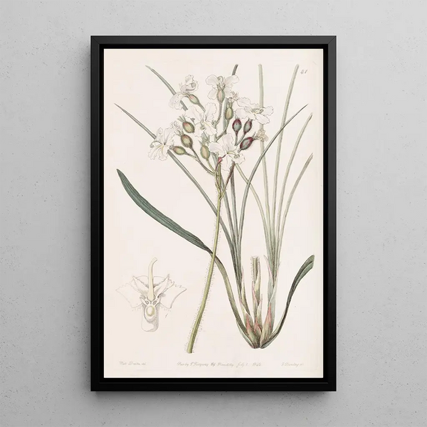 Stylewort velu - Sydenham Edwards — quadro incorniciato alla parete