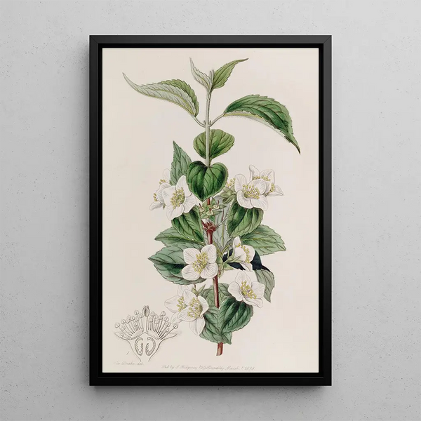 Syringa velu - Sydenham Edwards — quadro incorniciato alla parete