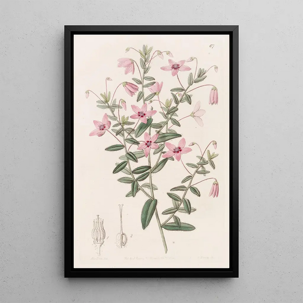 Tetratheca velue - Sydenham Edwards — quadro incorniciato alla parete