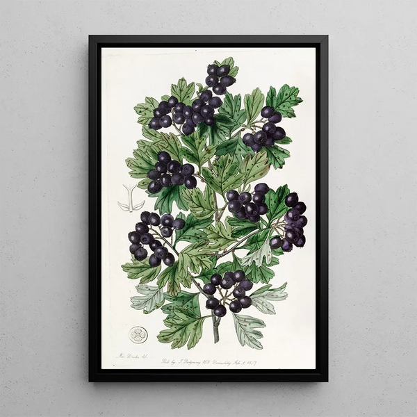 Aubépine noire à feuilles velues - Sydenham Edwards — quadro incorniciato alla parete