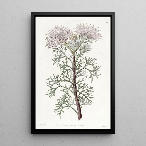 Isopogon elegante - Sydenham Edwards — quadro incorniciato alla parete