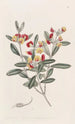 Oxylobium à tête - Sydenham Edwards — Ansicht des Kunstwerks