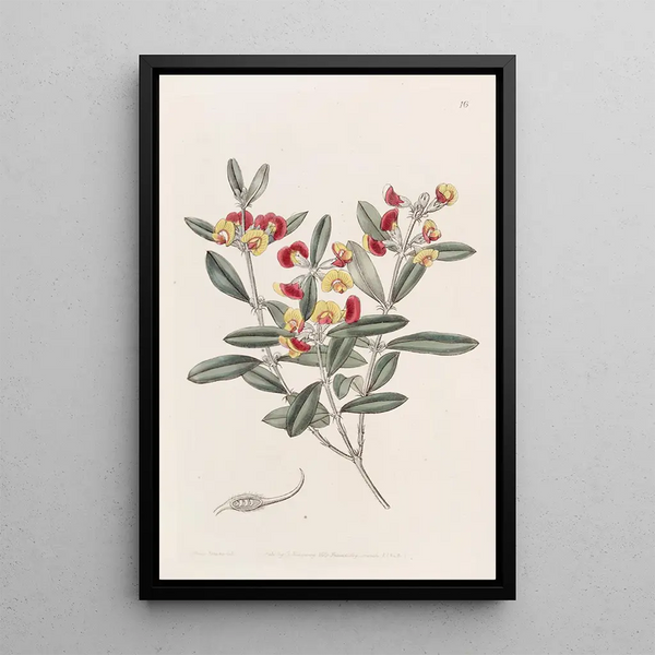 Oxylobium à tête - Sydenham Edwards — quadro incorniciato alla parete