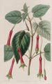 Fuchsia à feuilles cordées - Sydenham Edwards — Ansicht des Kunstwerks