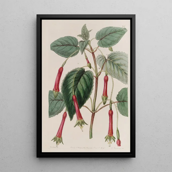 Fucsia a foglie cordate - Sydenham Edwards — quadro incorniciato alla parete