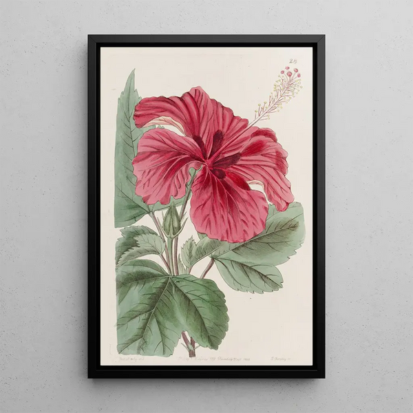Hibiscus cameronifulgens - Sydenham Edwards — quadro incorniciato alla parete