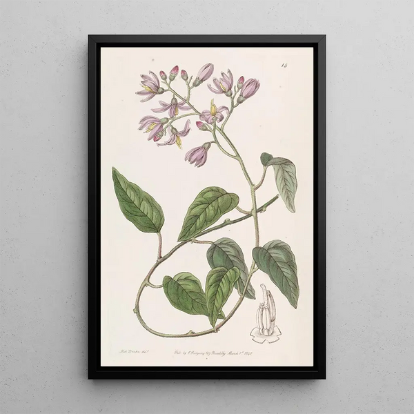 Solanum à pétales crochus - Sydenham Edwards — quadro incorniciato alla parete