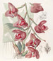 Humboldt-Péristéria-Gemälde - Sydenham Edwards — Ansicht des Kunstwerks