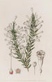 Fabiana imbricata - Sydenham Edwards — Ansicht des Kunstwerks
