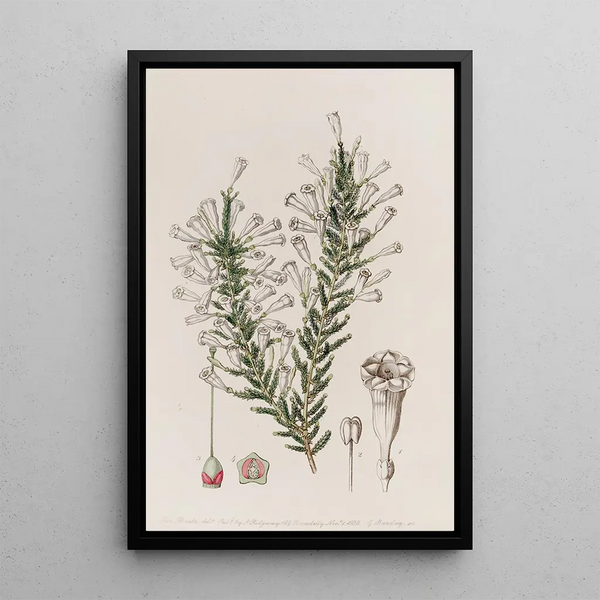 Fabiana imbriquée - Sydenham Edwards — quadro incorniciato alla parete