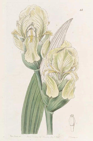 Sydenham Edwards - Imbricated Iris.webp