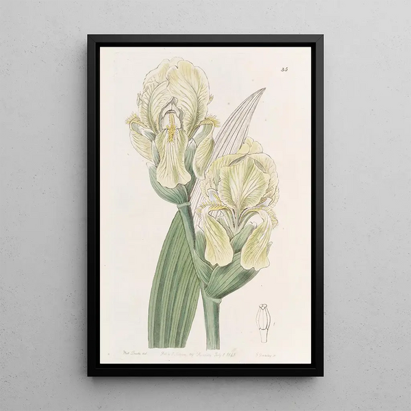 Iris imbriqué - Sydenham Edwards — quadro incorniciato alla parete