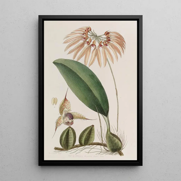 Cirrhopetalum insulare - Sydenham Edwards — quadro incorniciato alla parete