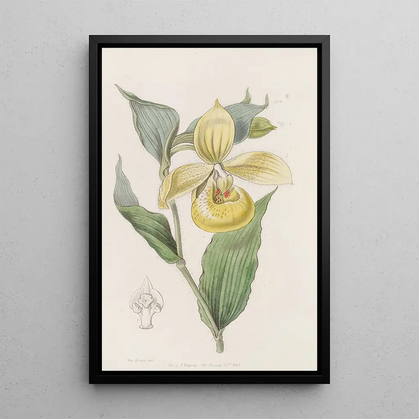 Sabot de Vénus irapéan ou fleur pélican - Sydenham Edwards — quadro incorniciato alla parete