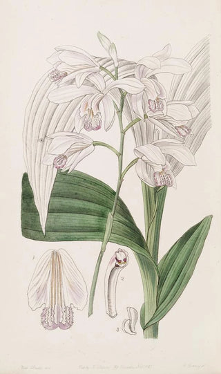 Sydenham Edwards - Japanese Bletia.webp