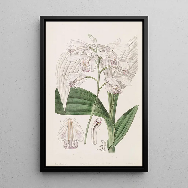 Bletia japonaise - Sydenham Edwards — quadro incorniciato alla parete