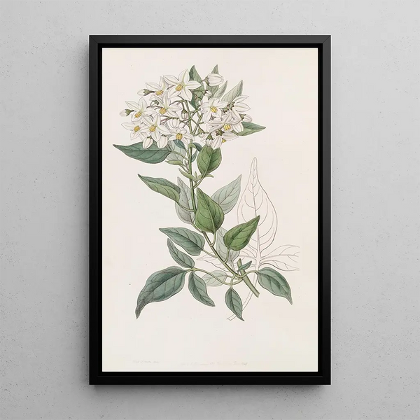 Douce-amère a foglie di gelsomino - Sydenham Edwards — quadro incorniciato alla parete