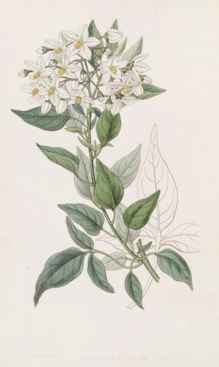 Sydenham Edwards - Jasmineleaved Bittersweet.webp