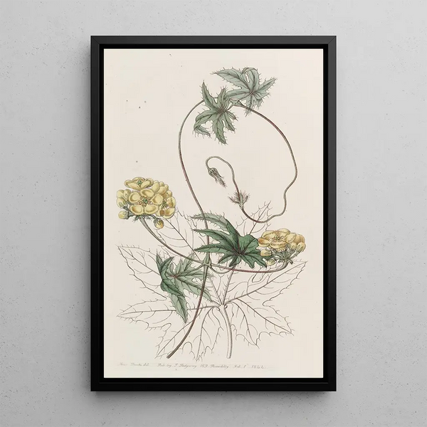Stigmaphyllon à feuilles de Jatropha - Sydenham Edwards — quadro incorniciato alla parete