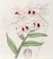 Lady Dalhousie - Sydenham Edwards Dendrobium Gemälde — Ansicht des Kunstwerks