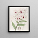 Lady Dalhousie - Sydenham Edwards Dendrobium Gemälde — gerahmtes Bild an der Wand