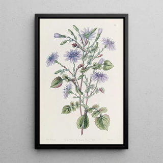 Sydenham Edwards - LargeRooted Mulgede.webp