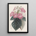 Achimènes à grandes fleurs - Sydenham Edwards — gerahmtes Bild an der Wand