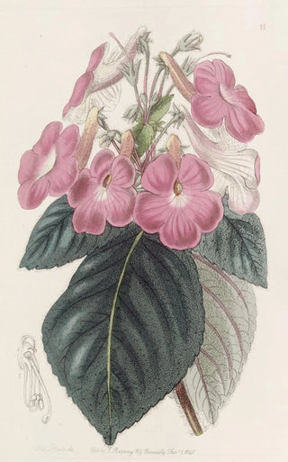 Sydenham Edwards - Largeflowered Achimenes.webp