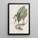 Bulbophyllum à grandes fleurs - Sydenham Edwards — gerahmtes Bild an der Wand