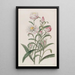 Hélichrysum à grandi fiori - Sydenham Edwards — quadro incorniciato alla parete