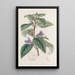 Wingpoint à grandes fleurs - Sydenham Edwards — gerahmtes Bild an der Wand