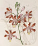 Variété à grandes fleurs du Trompette Schomburgkia - Sydenham Edwards — Ansicht des Kunstwerks