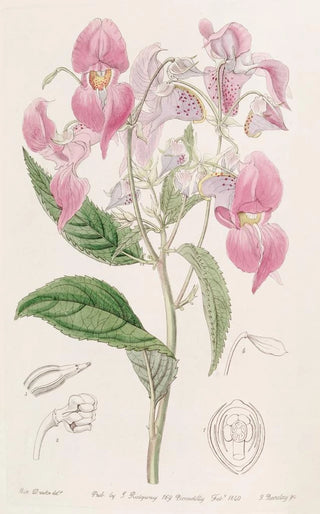 Sydenham Edwards - Largelipped Balsam.webp