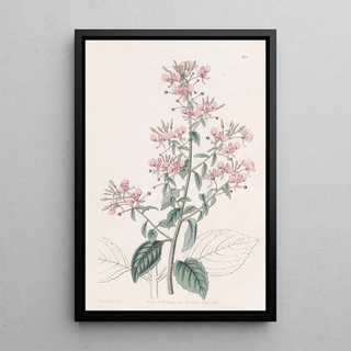 Sydenham Edwards - Lineleaved Lopezia.webp