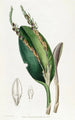 Pleurothallis à tête de lézard - Sydenham Edwards — Ansicht des Kunstwerks
