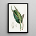 Pleurothallis à tête de lézard - Sydenham Edwards — gerahmtes Bild an der Wand