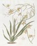 Oncidium noble - Sydenham Edwards — Ansicht des Kunstwerks