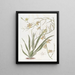 Oncidium noble - Sydenham Edwards — gerahmtes Bild an der Wand