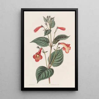 Sydenham Edwards - Longstalked Achimenes.webp