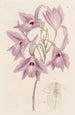 Laelia à longues tiges - Sydenham Edwards — Ansicht des Kunstwerks