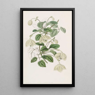 Sydenham Edwards - Longstalked Majorca Virgins Bower.webp