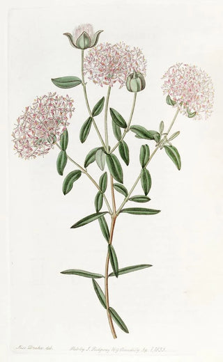 Sydenham Edwards - Longstalked Pimelea.webp
