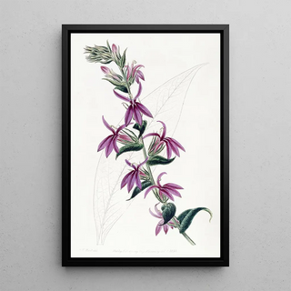 Sydenham Edwards - Lows Purple Lobelia.webp