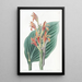 Canna de Mendoza - Sydenham Edwards — quadro incorniciato alla parete
