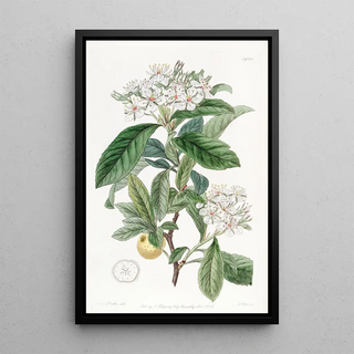 Sydenham Edwards - Mexican Hawthorn.webp