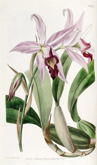 Sydenham Edwards - Mr Barkers variety of Laelia anceps.webp