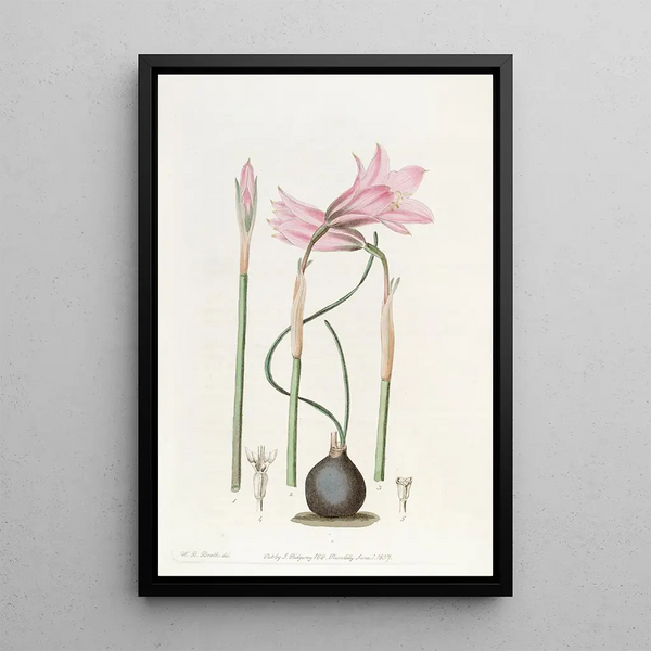 Sydenham Edwards - Mr Booths Slenderleaved Habranthus.webp
