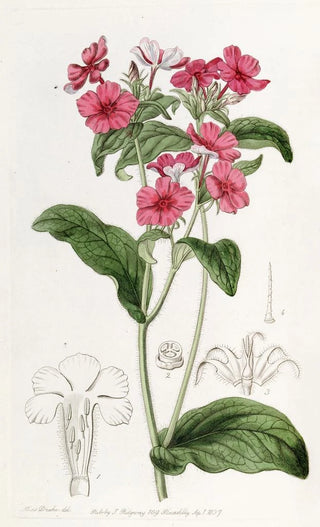 Sydenham Edwards - Mr Drummonds Phlox.webp