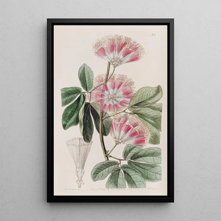 Sydenham Edwards - Mr Harriss Inga.webp