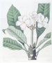 Plumeria di M. Lambert - Sydenham Edwards — vista dell’opera